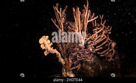 Nuit Seascape avec une étoile de panier, corail, et éponge dans le récif de corail de la mer des Caraïbes, Curaçao Banque D'Images