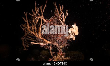 Nuit Seascape avec une étoile de panier, corail, et éponge dans le récif de corail de la mer des Caraïbes, Curaçao Banque D'Images