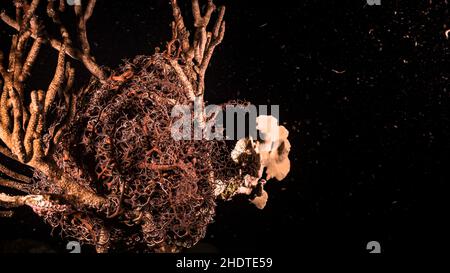 Nuit Seascape avec une étoile de panier, corail, et éponge dans le récif de corail de la mer des Caraïbes, Curaçao Banque D'Images