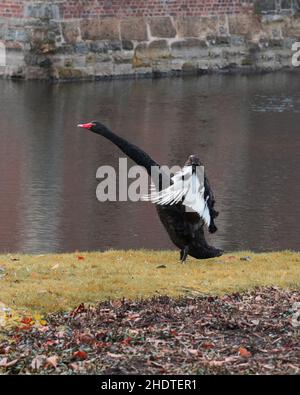 Photo verticale d'un cygne noir qui se délaque près d'un lac Banque D'Images