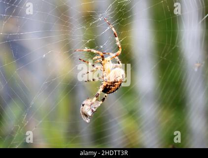 une araignée croisée dans sa toile vue de dessous sur fond vert foncé Banque D'Images