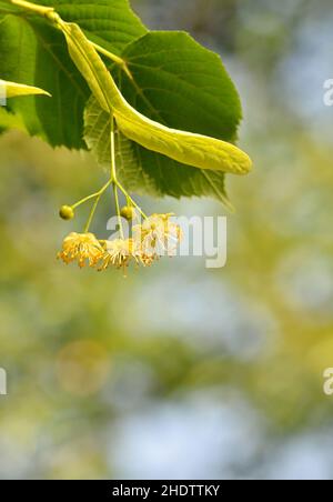 fleur de lime, fleur de lime, fleur d'arbre de lime Banque D'Images