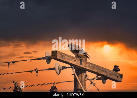 Gros plan de la buse à queue rouge perchée sur le poteau électrique. Buteo jamaicensis. Banque D'Images