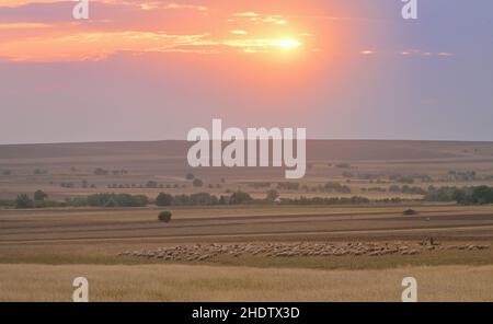 coucher de soleil, champ, troupeau de moutons, couchers de soleil, champs,troupeaux de moutons Banque D'Images