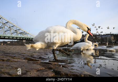 Dresde, Allemagne.07th janvier 2022.Des cygnes se tiennent le matin au pont de Loschwitz, appelé merveille bleue, sur les rives de l'Elbe.Credit: Robert Michael/dpa-Zentralbild/ZB/dpa/Alay Live News Banque D'Images