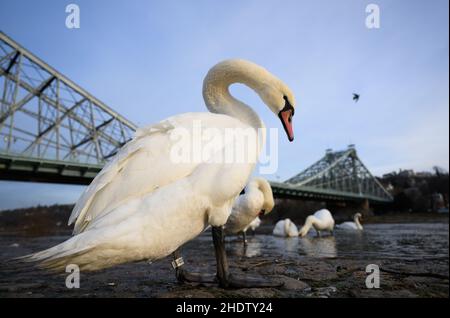 Dresde, Allemagne.07th janvier 2022.Des cygnes se tiennent le matin au pont de Loschwitz, appelé merveille bleue, sur les rives de l'Elbe.Credit: Robert Michael/dpa-Zentralbild/ZB/dpa/Alay Live News Banque D'Images