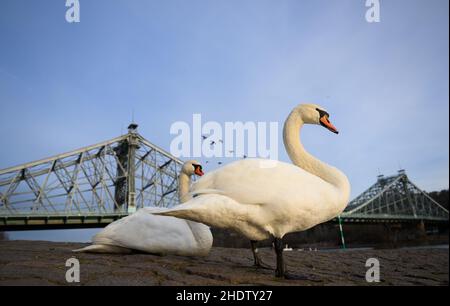 Dresde, Allemagne.07th janvier 2022.Des cygnes se tiennent le matin au pont de Loschwitz, appelé merveille bleue, sur les rives de l'Elbe.Credit: Robert Michael/dpa-Zentralbild/ZB/dpa/Alay Live News Banque D'Images