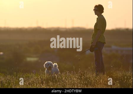 marche, chien, lumière du soir, promenades, chiens,lumières du soir Banque D'Images