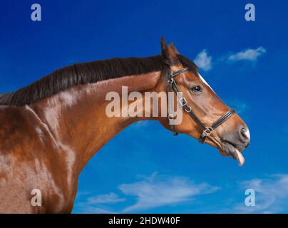 humour et bizarre, cheval, langue, humour et bizarre, chevaux,piquer les languettes, coller les languettes Banque D'Images