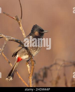 Le bulbul à évent rouge est un membre de la famille des passereaux.Il est un éleveur résident dans tout le sous-continent indien, y compris au Soudan extendi Banque D'Images