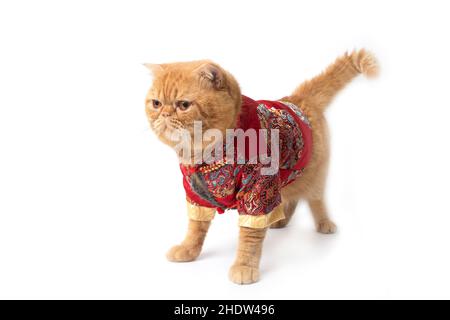 Isoler la photo d'un joli chat écossais portant un costume chinois pour le nouvel an chinois. Banque D'Images