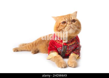 Un joli chat écossais portant un costume chinois regarde quelque chose curieusement sur fond blanc. Banque D'Images