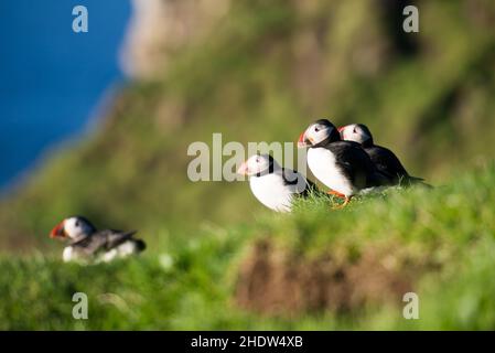 puffins, îles féroé Banque D'Images