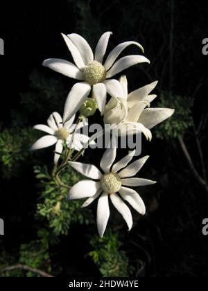 fleur, fleur de flanelle, fleurs, actinotus helianthi Banque D'Images