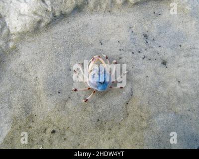 Crabe soldat Banque D'Images
