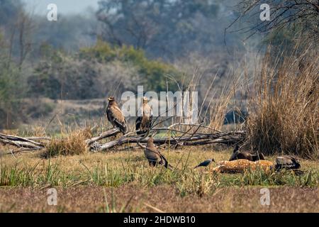 L'aigle de steppe ou Aquila nipalensis se flotent perchés et certains se nourrissent de cerfs ou de cerfs de l'axe. Le corbeau de la jungle attend au parc national de keoladeo Banque D'Images