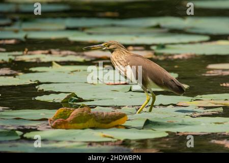 Javan Pond Heron, Ardeola speciosa Banque D'Images