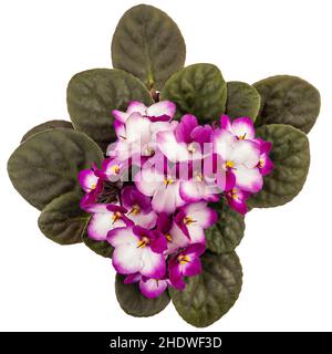 Fleur violette africaine bicolore, Saintpaulia ionantha, isolée sur fond blanc Banque D'Images