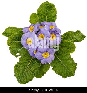 primula rose clair avec disque central jaune sur fond blanc, vue de dessus, plat Banque D'Images