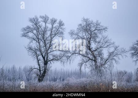 Panorama du affluent gelé du Danube près de la ville de Novi Sad. Banque D'Images