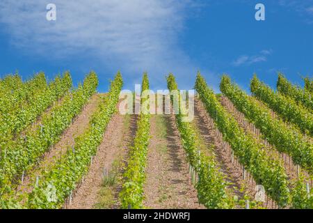 vallée de la moselle, vallées de la moselle Banque D'Images