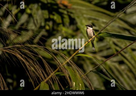 Espèce de mercaille à ailes de bar, Hemipus picatus, Vietnam Banque D'Images