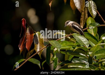 Espèce de mercaille à ailes de bar, Hemipus picatus, Vietnam Banque D'Images