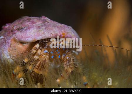 Un gros plan d'un crabe ermite à rayures bleues (Pagurus liochele) assis sur le récif face à la caméra. Banque D'Images