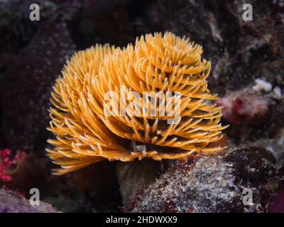 Un ver jaune à orange Feather-Duster ou un fanworm géant (Sabellastarte longa) avec ses bras d'alimentation étendus. Banque D'Images