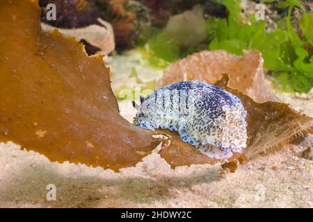 Nudibranche bleu-tachetée de derrière (Dendrodoris caesia) sur un morceau de varech flottant sur le fond de l'océan.Corps blanc recouvert de taches bleues. Banque D'Images