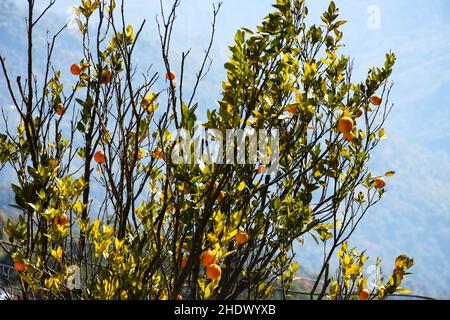 Darjeeling variété d'oranges et d'oranges, agrumes communs cultivés dans Darjeeling et Sikkim Banque D'Images