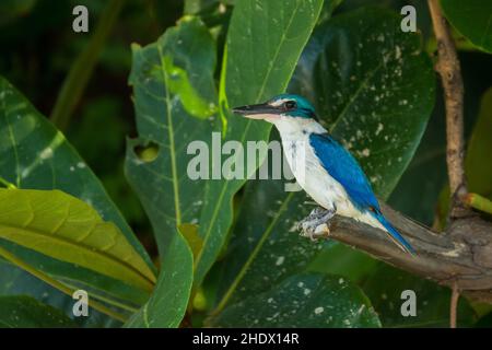 Kingfisher à collier, Tobraphus chloris, Mui ne, Vetnam. Banque D'Images