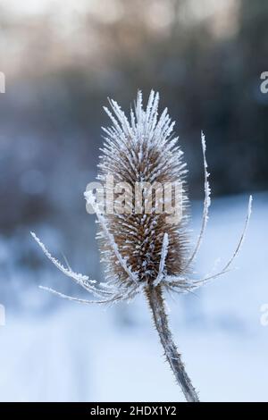 Wilde Karde, Karde, Karden, Fruchtstand im Winter BEI EIS und Schnee, Dipsacus fullonum, Dipsacus sylvestris, cuillère à café de Fuller, cuillère à café sauvage,cuillère à café, co Banque D'Images