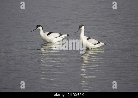 Avocette Recurvirostra avosetta l'île de Brownsea Dorset Wildlife Trust Réserver Hampshire Angleterre Banque D'Images