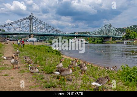 bernache des graylags, pont de l'elbe, rive de l'elbe, gooses des graylags, ponts de l'elbe, rive de l'elbe Banque D'Images