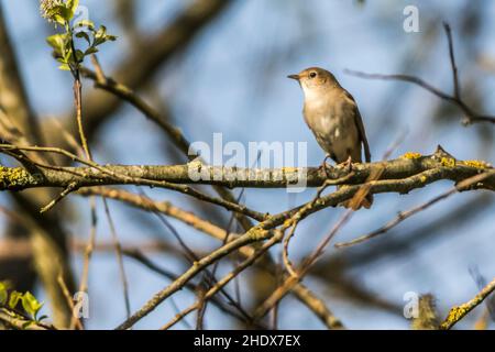 nightingale, nightingale commune, luscinia megarhynchos, rufous nightingale Banque D'Images