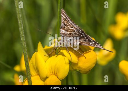 mère shipton moth, callistege mi, euclidia mi, mère shipton Banque D'Images