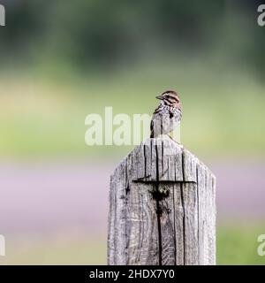 Chansonnette perchée sur un poste dans la réserve naturelle de Crex Meadows, Grantsburg, WISCONSIN. Banque D'Images