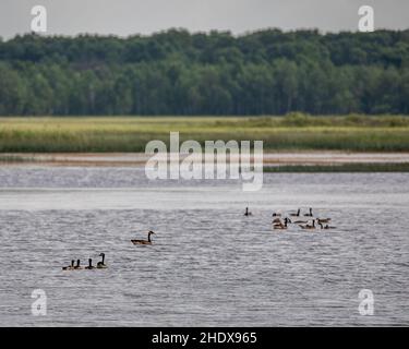 Bernaches du Canada sur le lac Phantom, dans la réserve naturelle de Crex Meadows, Grantsburg, Wisconsin, États-Unis. Banque D'Images