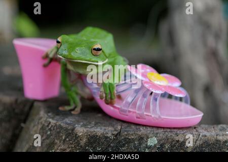 grenouille, prince de grenouille, grenouille, roi de grenouille, princes de grenouille Banque D'Images