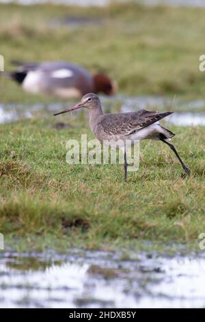 Godoub à queue noire (Limosa limosa islandica) Holkham Norfolk GB UK janvier 2022 Banque D'Images