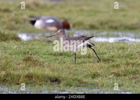 Godoub à queue noire (Limosa limosa islandica) Holkham Norfolk GB UK janvier 2022 Banque D'Images