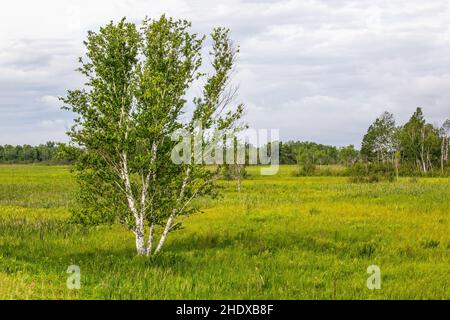 Les bouleaux et les magnifiques paysages de la réserve naturelle de Crex Meadows, Grantsburg, Wisconsin, États-Unis. Banque D'Images