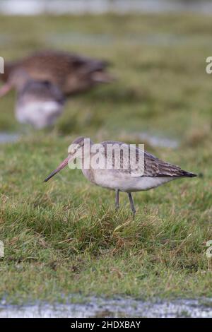 Godoub à queue noire (Limosa limosa islandica) Holkham Norfolk GB UK janvier 2022 Banque D'Images