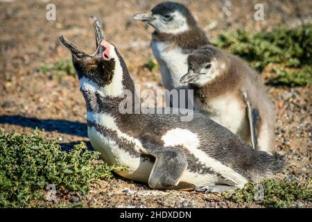 pingouin magellan, punta tombo, réserve naturelle , pingouins magellan Banque D'Images