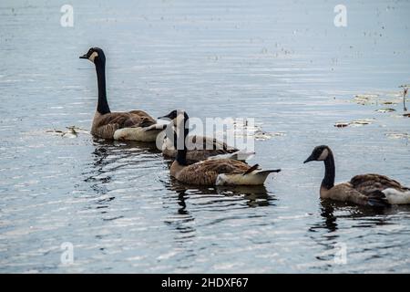 Quatre oies du canada nageant sur le lac Phantom à la réserve de faune de Crex Meadows à Grantsburg, Wisconsin, États-Unis. Banque D'Images