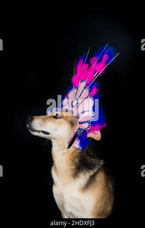 Portrait d'un chien habillé pour le carnaval, avec des plumes, des paillettes et des paillettes sur fond noir Banque D'Images