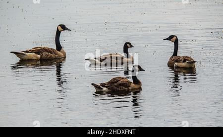 Quatre oies du canada nageant sur le lac Phantom à la réserve de faune de Crex Meadows à Grantsburg, Wisconsin, États-Unis. Banque D'Images