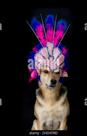 Portrait d'un chien habillé pour le carnaval, avec des plumes, des paillettes et des paillettes sur fond noir Banque D'Images