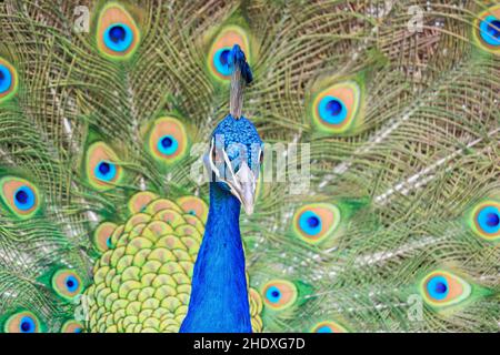 paon, plumes, paons, plumes Banque D'Images